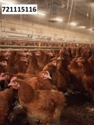 Kury Nioski Dowóz Gratis Detal/Hurt