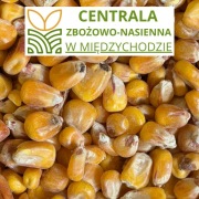 Kukurydza paszowa – ziarno 10 kg | Zbiór 2026 | Sucha | kury, gołębie
