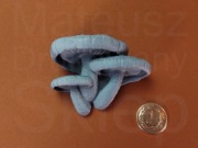 Magnes Grzyb Twardnik Japoński Szaroniebieski Druk 3D