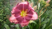 Liliowiec Ruby Storm