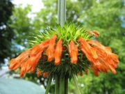 Leonotis nepetifolia- Klip Dagga  10n 
