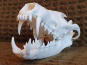 Weterynaria- naturalna czaszka lisa rudego 