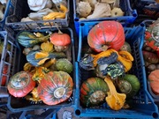 Dynia ozdobna 3 odmiany