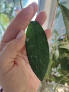 Hoya Scortechinii ut001 - do ukorzenienia - 1 węzeł