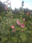 Malwa ogrodowa, sadzonka