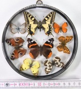 Gablotka PL_M_05 dwustronna, motyle POLSKI.