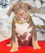 american bully  szczeniak piesek