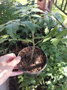 Rozsada Sadzonki Pomidor 