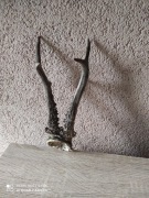 Parostki rogi kozła 