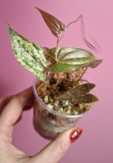 Dioscorea Pixel pink 