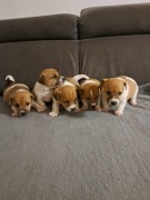 Jack Russell Terrier suczka piesek szczeniaczki 