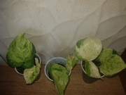 Epipremnum Manjula Mandjula