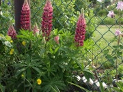 Łubin trwały Lupinus  biały/fiolet /czerw,100 dużych nasion