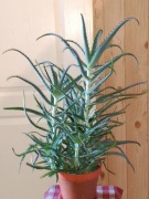 Aloes drzewiasty Aloe Vera duża zdrowa roślina doniczkowa