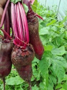 Burak ćwikłowy cylindra Smart 