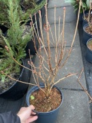 Azalia homebush zwarte kuliste kwiatostany