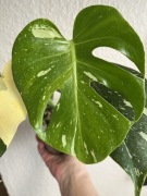 Monstera Thai Constellation Creme Brulee - hydroponika