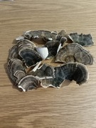 Wrośniak różnobarwny 50 g