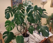 Monstera deliciosa - piękna i zdrowa 