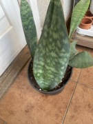 Sansewieria Sansevieria ,,Masoniana’ odnoga