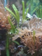 Makroglony Taxifolia 10 lisków 