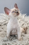 Devon Rex point niebieski kot 