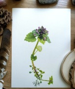 Obraz olejny ilustracja botaniczna 