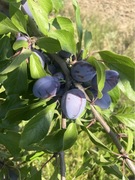 Śliwka Węgierka zwykła i wczesna