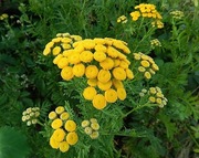 wrotycz pospolity sadzonka 