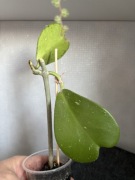 Hoya kerrii splash- sadzonka