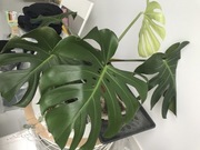Monstera Deliciosa BIG FORM cięcie szczytowe 5 liści.
