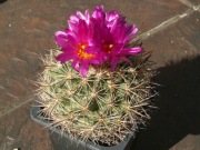 Pediocactus nigrispinus ssp. indranus FH 5 - 10 nasion