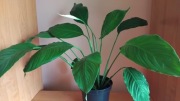 Skrzydlokwiat spathiphyllum