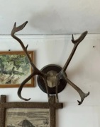 Poroże renifera na ozdobnej desce duże do 60cm