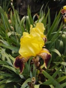 Irys żółto brązowy 