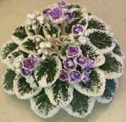 Sadzonka saintpaulia buckey seductress kolekcjonerski fiołek afrykański