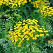 Wrotycz sadzonki 15szt. plus nasiona! kleszcze pasożyty