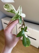 Philodendron Florida Beauty