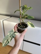 Philodendron Bipennifolium Variegata