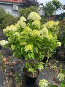 Hortensja bukietowa Limelight 