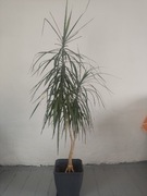 Kwiatek o wysokości 170cm