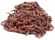 Dżdżownice kompostowe Kalifornijskie MIX 100 szt