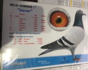 Młode Jos Thoné gołębie pocztowe