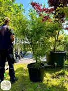 Acer palmatum Seiryu, Klon palmowy, 140-160cm, C45