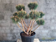 Sosna pospolita formowana 091 NIWAKI, BONSAI OGRODOWE, Topiary