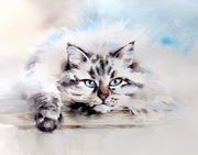 Kotki, oryginalne akwarele, papier bawełniany, A3