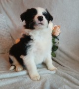 Border collie szczenięta 