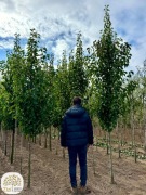 grusza Chanticleer, robinia akacjowa, 10-25cm, kopane z gruntu