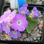 Pierwiosnek 'Broadwell Chameleon' Primula allionii