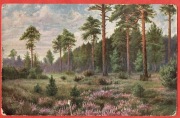 Karol Klopfer,  „Wrzosy”(182) - 1917 rok